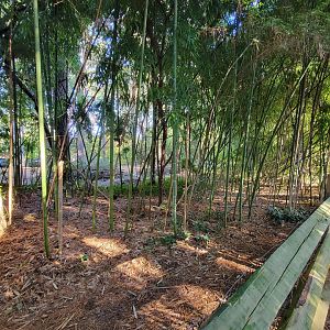 Salisbury Zoo - Area next to lynx where former owl exhibit was; some clearing being done behind it, by admin building