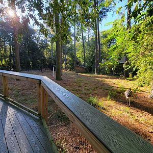Salisbury Zoo - South American yard