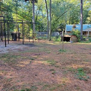 Salisbury Zoo - South American yard; Bald eagle construction on left, off-show red wolf area behind