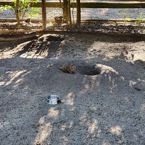 Salisbury Zoo - A prairie dog!