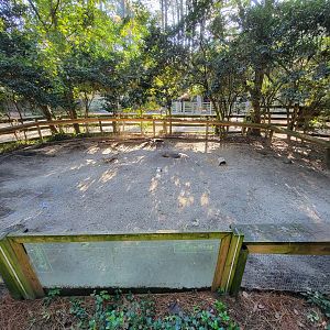Salisbury Zoo - Black-tailed prairie dog exhibit