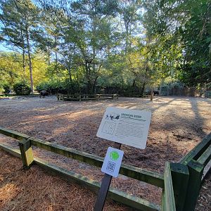 Salisbury Zoo - American bison yard