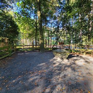Salisbury Zoo - White-tail exhibit on left, bald eagle on right