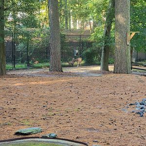 Salisbury Zoo - White-tailed deer with goat