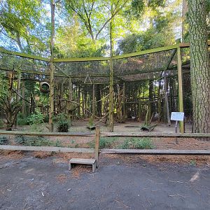 Salisbury Zoo - Black-handed spider monkey exhibit