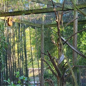 Salisbury Zoo - Black-handed spider monkeys