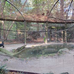 Salisbury Zoo - American crow and beaver exhibit, with crow flying on the left