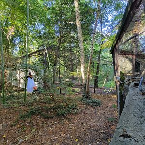 Salisbury Zoo - Back corner of red wolf exhibit