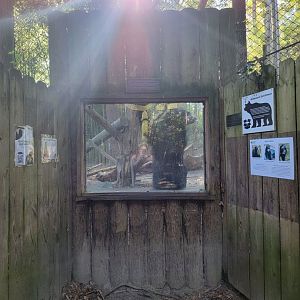 Salisbury Zoo - Andean bear cub checking above the window