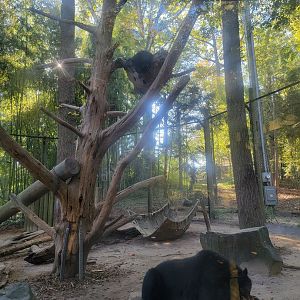 Salisbury Zoo - Andean bear cubs