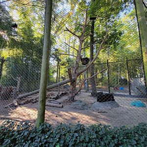 Salisbury Zoo - Andean bear cubs