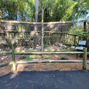 Salisbury Zoo - Cotton-top tamarins, black-tufted marmosets, and South American ducks