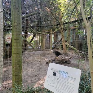 Salisbury Zoo - Temporary bald eagle exhibit (formerly coati)