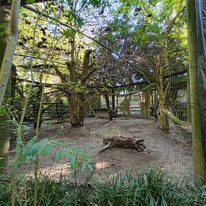 Salisbury Zoo - Temporary bald eagle exhibit (formerly coati)