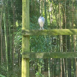 Salisbury Zoo - Black-crowned night heron in North American ducks exhibit