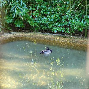 Salisbury Zoo - North American ducks exhibit