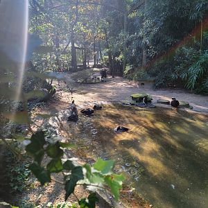 Salisbury Zoo - North American ducks exhibit