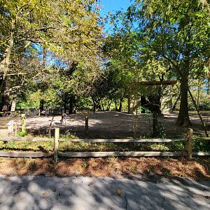Salisbury Zoo - Alpaca yard