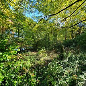 Salisbury Zoo - Florida sandhill crane yard, supposedly