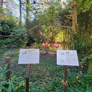 Salisbury Zoo - Caribbean flamingos and green-winged macaw