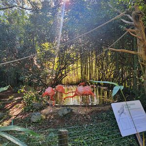 Salisbury Zoo - Caribbean flamingos and green-winged macaw