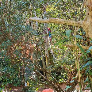 Salisbury Zoo - Green-winged macaw