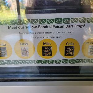 Salisbury Zoo - Names for the poison dart frogs