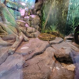 Salisbury Zoo - Yellow anaconda