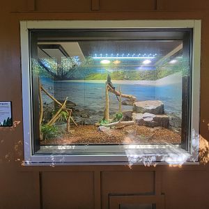 Salisbury Zoo - Mexican spiny-tailed iguana