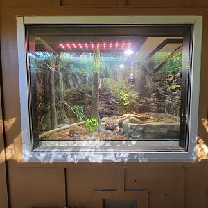 Salisbury Zoo - Corn snake and spotted turtle