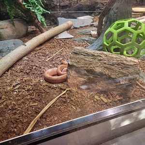 Salisbury Zoo - Corn snake