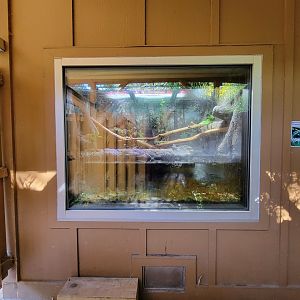 Salisbury Zoo - Plumed basilisk