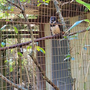 Salisbury Zoo - Spectacled owl (former alligator exhibit)