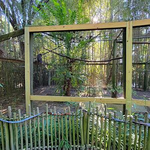 Salisbury Zoo - Spectacled owl (former alligator exhibit)
