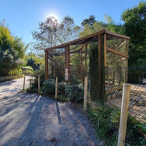 Salisbury Zoo - Spotted whistling duck, straw-necked ibis, and tawny frogmouth aviary
