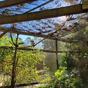 Salisbury Zoo - Laughing kookaburras
