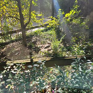 Salisbury Zoo - Masked lapwings