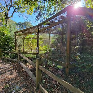 Salisbury Zoo - Laughing kookaburra and masked lapwings