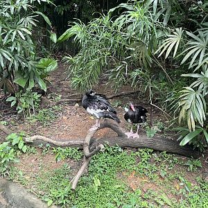 Great Rift Valley of Ethiopia - Spur-winged Goose (Plectropterus gambensis niger)