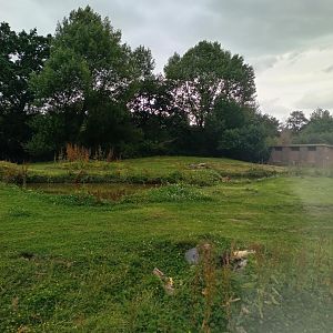 Capybara and Giant Anteater enclosure