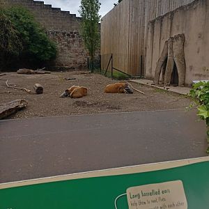 Red River Hog enclosure