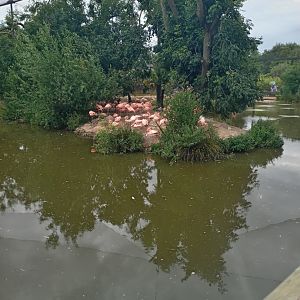 Flamingo enclosure