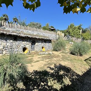 Striped hyena exhibit