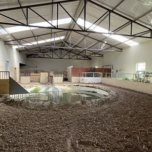 Pygmy hippo indoor exhibit