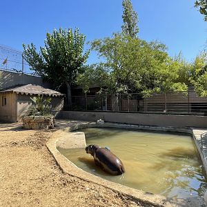 Pygmy hippo exhibit