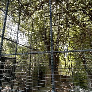 Javan rhinoceros hornbill exhibit