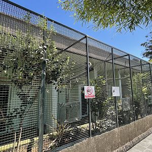 Visayan tarictic hornbill exhibit