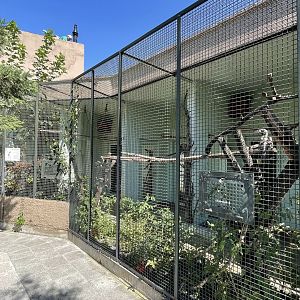 African grey hornbill exhibit