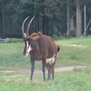 Sable antelope