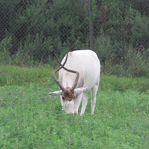 Addax